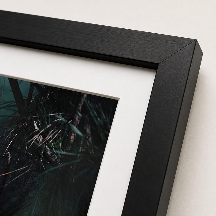 Shoes On A Tree Framed Print