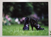 A canvas print of a pair of purple high heel shoes stood on grass