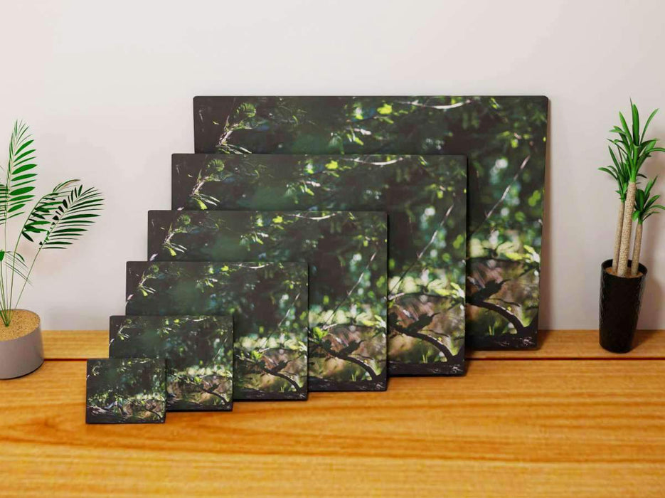 Multiple canvas prints of differing sizes leaning against a wall, each print having an image of pair of black and white shoes sat on the branch of a tree, there are other trees and leaves in the background